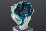 Vibrant Blue Veszelyite Cluster on Hemimorphite - Congo #175961-2